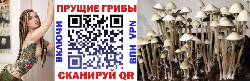 МЕГА ССЫЛКА хочу Уссурийск Галлюциногенные грибы Psilocybe